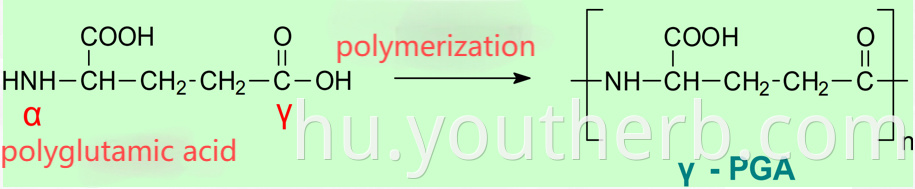 polyglutamic acid